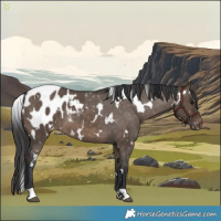 Horse Color:White Spotted Brown Dun Appaloosa 