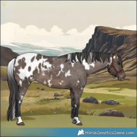 Horse Color:White Spotted Brown Dun Appaloosa