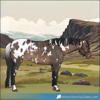 Horse Color:White Spotted Brown Dun Appaloosa