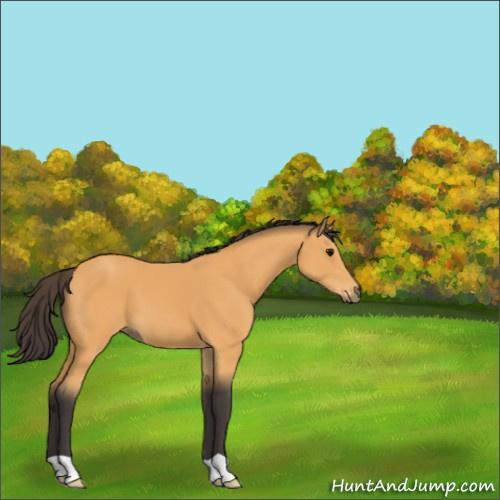 Horse Color:Buckskin 