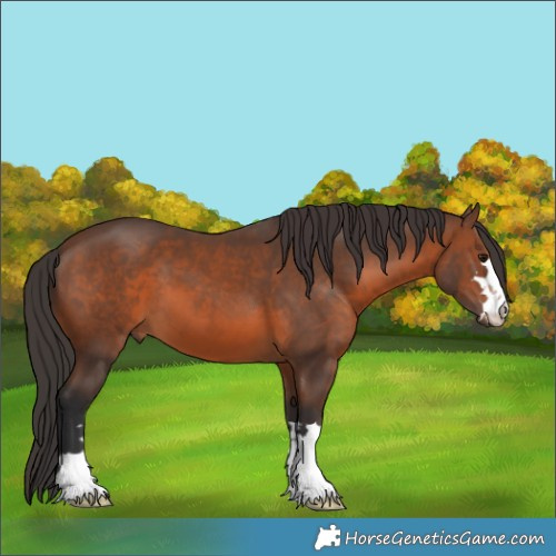 Horse Color:Brown 
