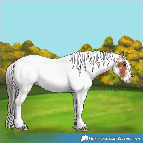 Horse Color:White Spotted Bay Rabicano 
