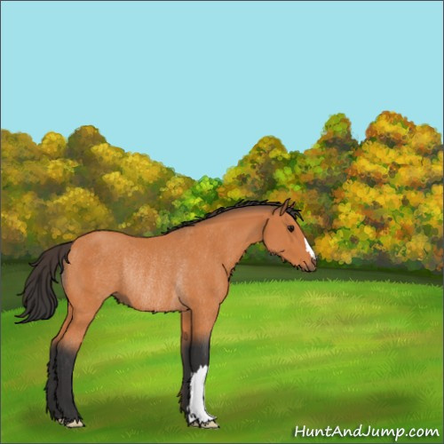 Horse Color:Bay Rabicano 