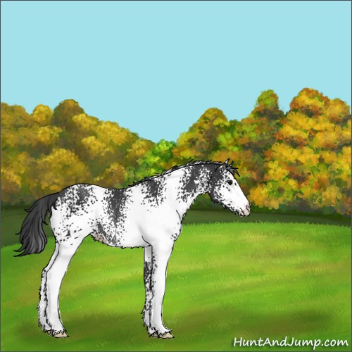 Horse Color:White Spotted Black Rabicano 