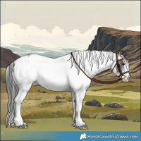 Horse Color:White Spotted Grullo Rabicano