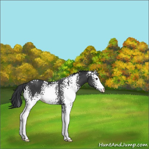 Horse Color:White Spotted Black Rabicano 