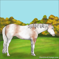 Horse Color:White Spotted Silver Sable Champagne Rabicano