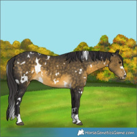 Horse Color:White Spotted Buckskin 