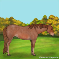 Horse Color:Red Roan 