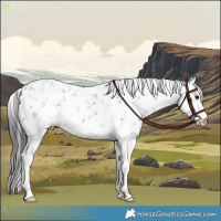 Horse Color:White Spotted Black Sabino Rabicano 