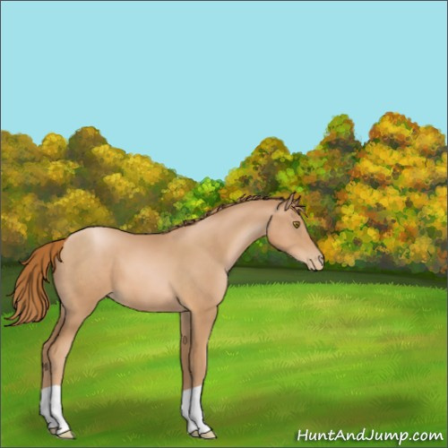 Horse Color:Chestnut Pearl 