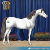 Horse Color:Brown Dun Sabino Appaloosa 