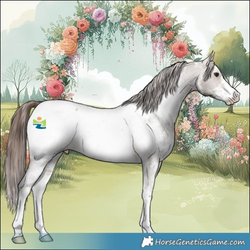 Horse Color:Bay Dun Sabino Appaloosa 