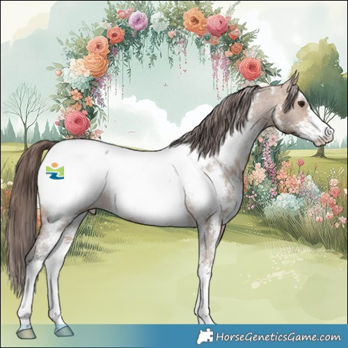 Horse Color:Bay Dun Sabino Appaloosa 