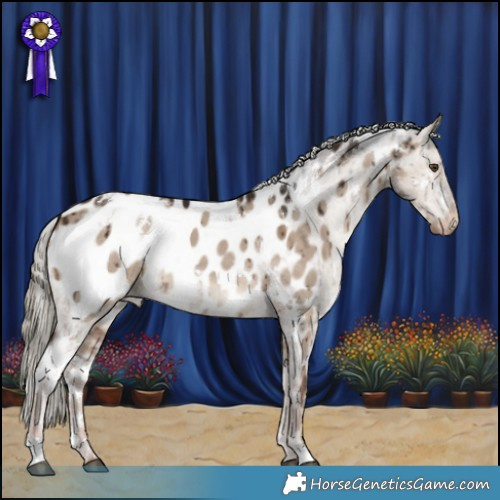 Horse Color:White Spotted Liver Red Dun Mushroom Appaloosa Brindle 