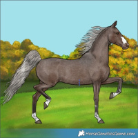 Horse Color:Liver Chestnut Mushroom Appaloosa Rabicano