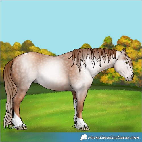 Horse Color:Gray Gold Champagne Tobiano