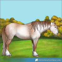 Horse Color:Gray Gold Champagne Tobiano 