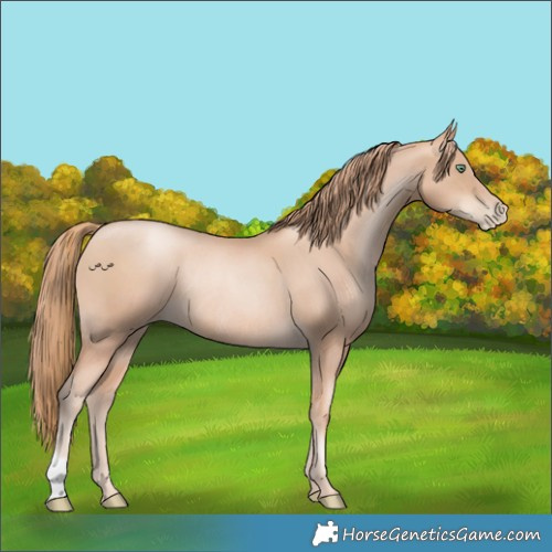 Horse Color:Gold Champagne Pearl Rabicano  and Gold Champagne Pearl Rabicano 