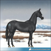 Horse Color:Black 