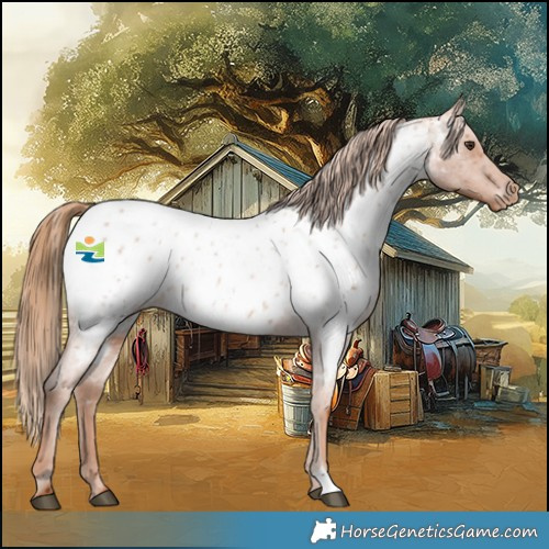 Horse Color:Red Roan Appaloosa 