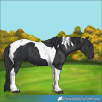 Horse Color:Black Tobiano 