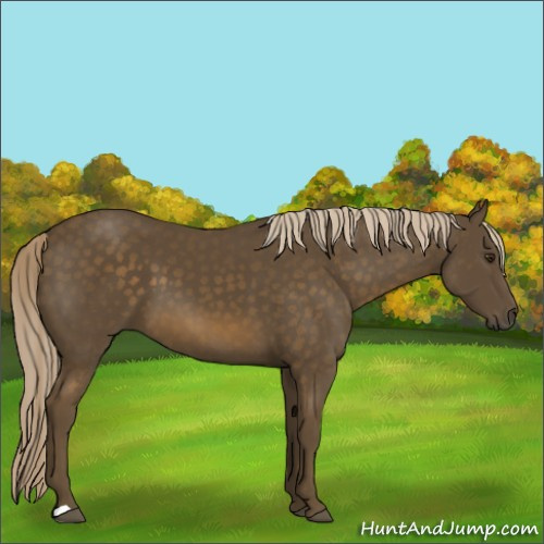 Horse Color:Chocolate Palomino 