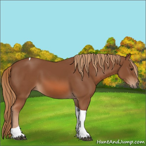 Horse Color:Chestnut Tobiano