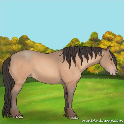 Horse Color:Amber Champagne