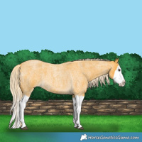 Horse Color:Palomino Roan Splash 