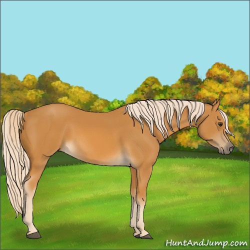 Horse Color:Palomino