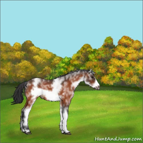 Horse Color:White Spotted Brown Roan Frame 