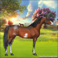 Horse Color:White Spotted Brown Roan Frame 