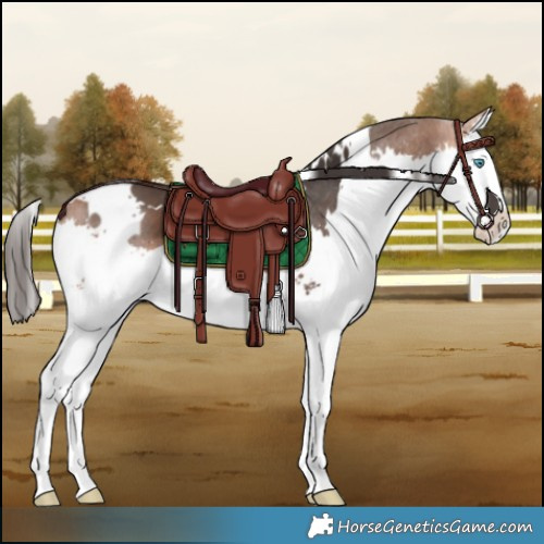 Horse Color:White Spotted Bay Splash 