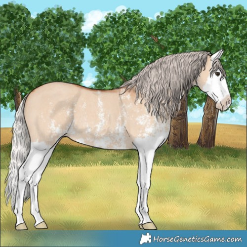 Horse Color:Silver Bay Dun Sabino Splash
