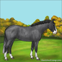 Horse Color:Blue Roan Splash 