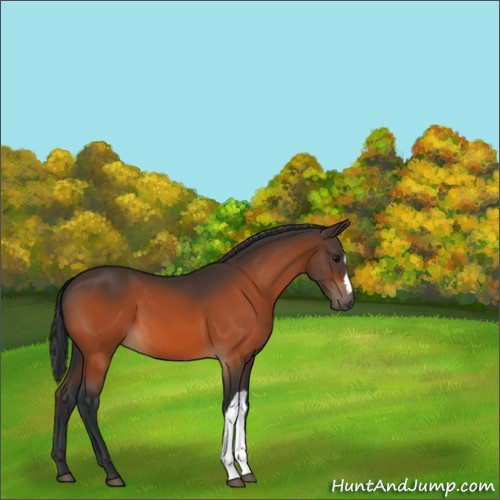 Horse Color:Bay 