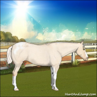 Horse Color:Silver Classic Champagne Roan Dun Splash Tobiano Frame Appaloosa Rabicano 