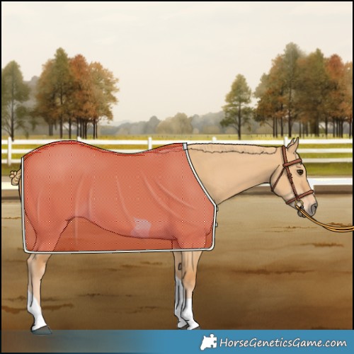 Horse Color:Red Dun Tobiano 