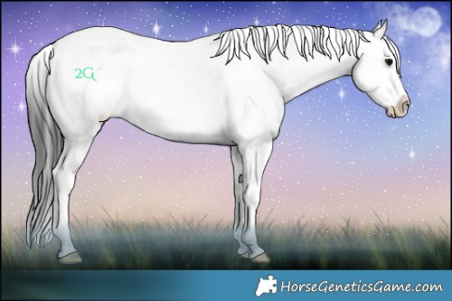 Horse Color:Grullo Roan Sabino Splash