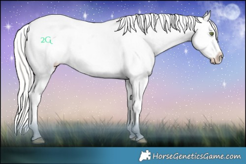Horse Color:Silver Amber Champagne Roan Dun Splash Frame Appaloosa 