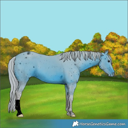 Horse Color:ERROR: UNKNOWN ANOMALY