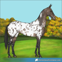 Horse Color:Brown Dun Appaloosa Rabicano 