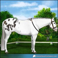 Horse Color:White Spotted Buckskin Blanket 