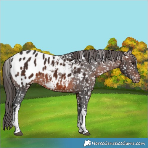 Horse Color:White Spotted Brown Appaloosa 