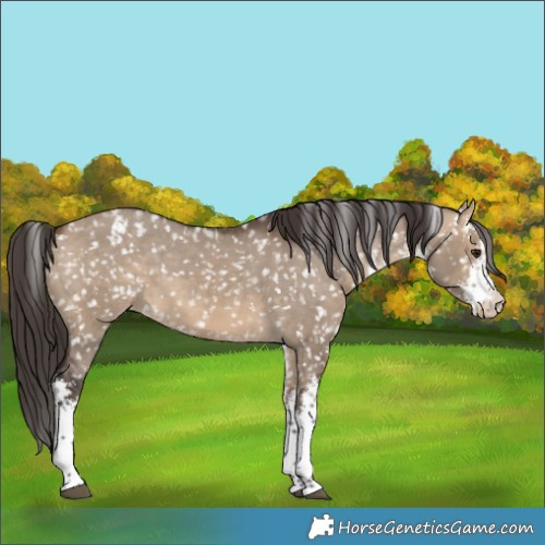 Horse Color:White Spotted Bay Dun Appaloosa