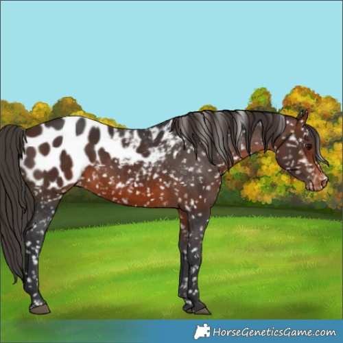 Horse Color:White Spotted Brown Appaloosa 