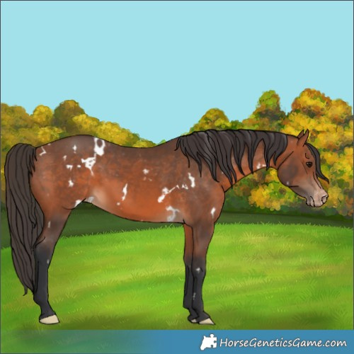 Horse Color:White Spotted Bay Appaloosa