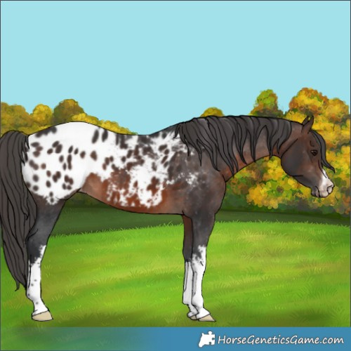 Horse Color:White Spotted Brown Appaloosa