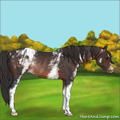 Horse Color:White Spotted Brown Appaloosa Rabicano 